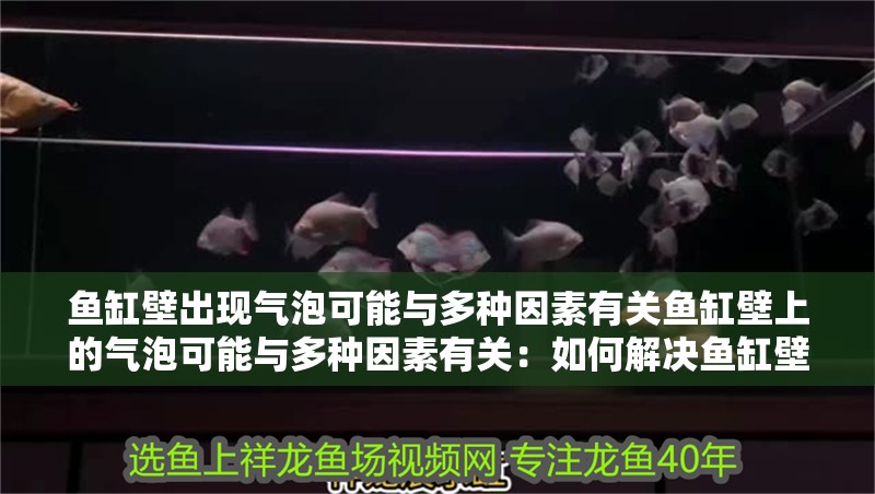 魚缸壁出現氣泡可能與多種因素有關魚缸壁上的氣泡可能與多種因素有關：如何解決魚缸壁上的氣泡問題