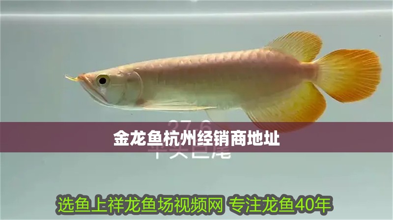 金龍魚杭州經銷商地址