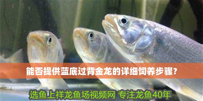 能否提供藍底過背金龍的詳細飼養步驟？