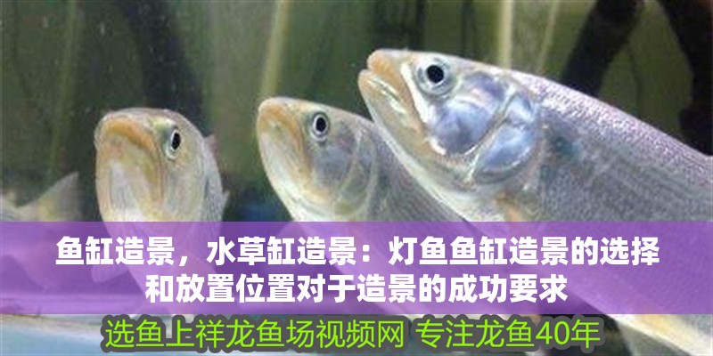 魚缸造景，水草缸造景：燈魚魚缸造景的選擇和放置位置對于造景的成功要求