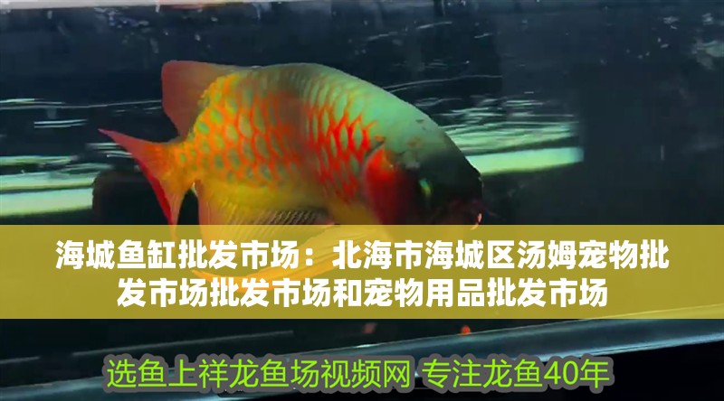 紅龍魚用黃燈烤有用嗎 海城魚缸批發市場:北海市海城區湯姆寵物批發市場批發市場和寵物用品批發市場 魚缸百科 海城魚缸批發市場:北海市海城區湯姆寵物批發市場批發市場和寵物用品批發市場 海城魚缸批發市場:北海市海城區湯姆寵物批發市場批發市場和寵物用品批發市場 魚缸百科