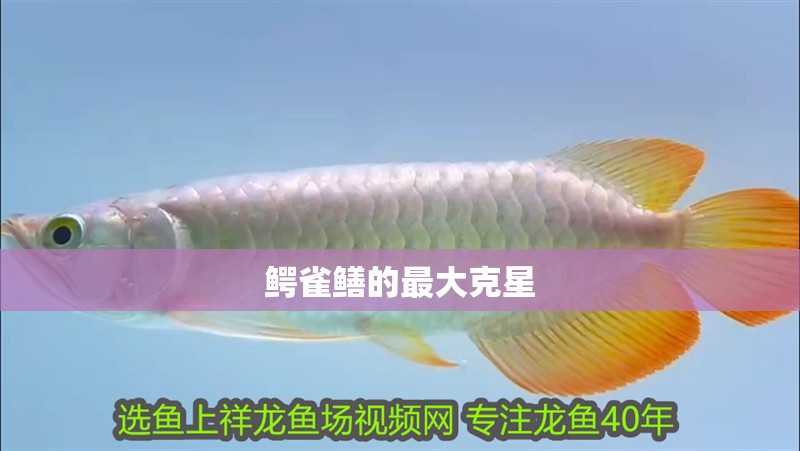 鱷雀鱔的最大克星 鱷雀鱔的最大克星 龍魚論壇