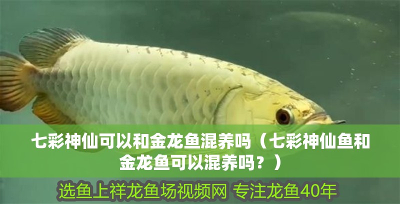七彩神仙可以和金龍魚混養嗎（七彩神仙魚和金龍魚可以混養嗎？）
