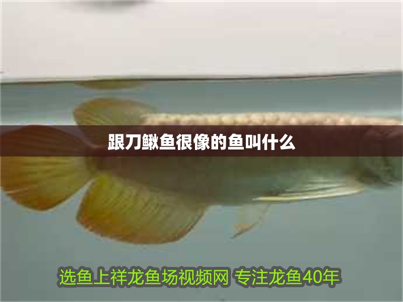 跟刀鰍魚很像的魚叫什么