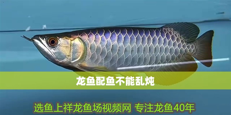龍魚配魚不能亂燉