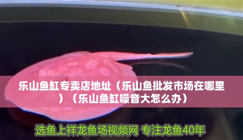 樂(lè)山魚缸專賣店地址（樂(lè)山魚批發(fā)市場(chǎng)在哪里）（樂(lè)山魚缸噪音大怎么辦）
