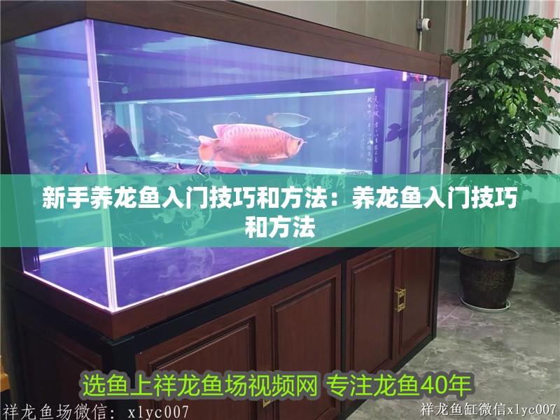 新手養龍魚入門技巧和方法：養龍魚入門技巧和方法