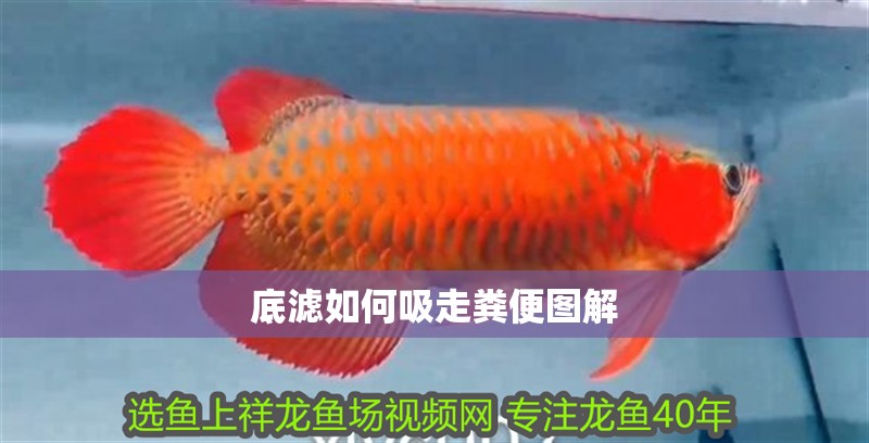 底濾如何吸走糞便圖解