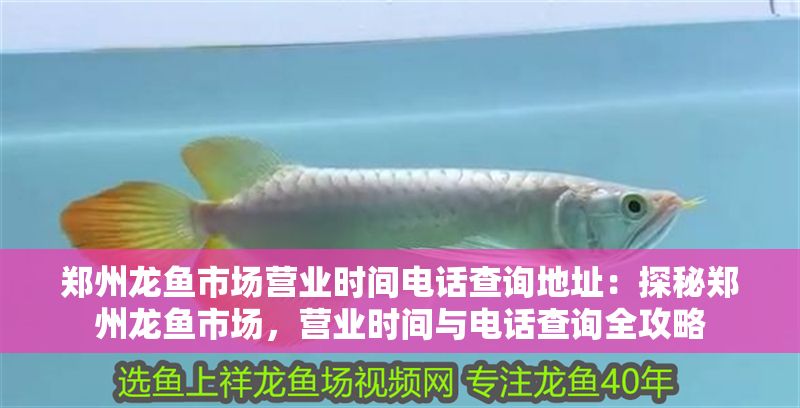鄭州龍魚市場營業時間電話查詢地址：探秘鄭州龍魚市場，營業時間與電話查詢全攻略