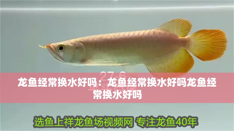 龍魚經(jīng)常換水好嗎：龍魚經(jīng)常換水好嗎龍魚經(jīng)常換水好嗎