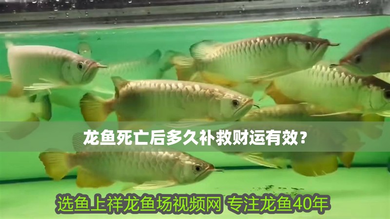 龍魚死亡后多久補(bǔ)救財(cái)運(yùn)有效？