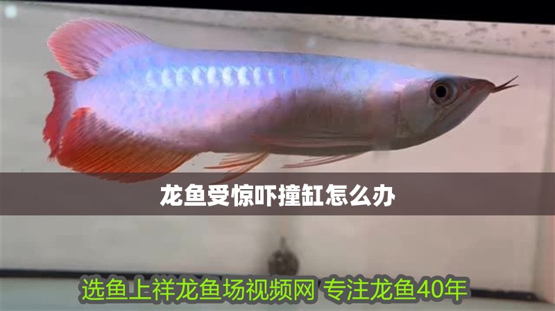龍魚受驚嚇撞缸怎么辦