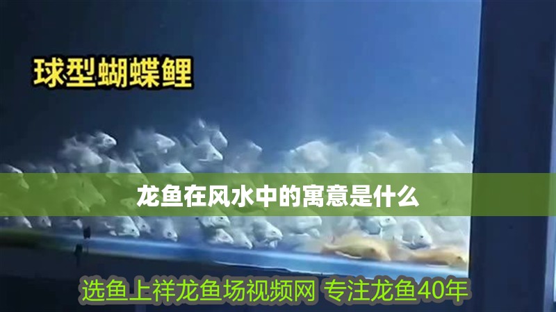 龍魚在風水中的寓意是什么