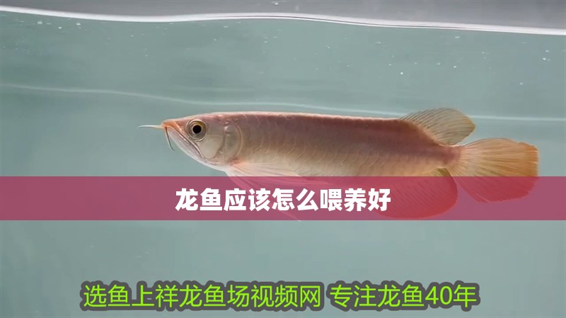 龍魚應該怎么喂養好
