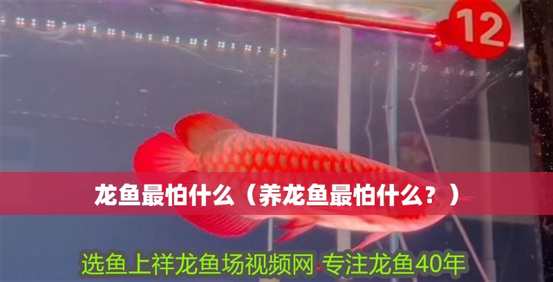 龍魚最怕什么（養龍魚最怕什么？）