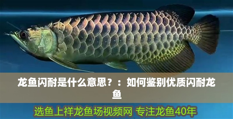 龍魚閃耐是什么意思？：如何鑒別優質閃耐龍魚