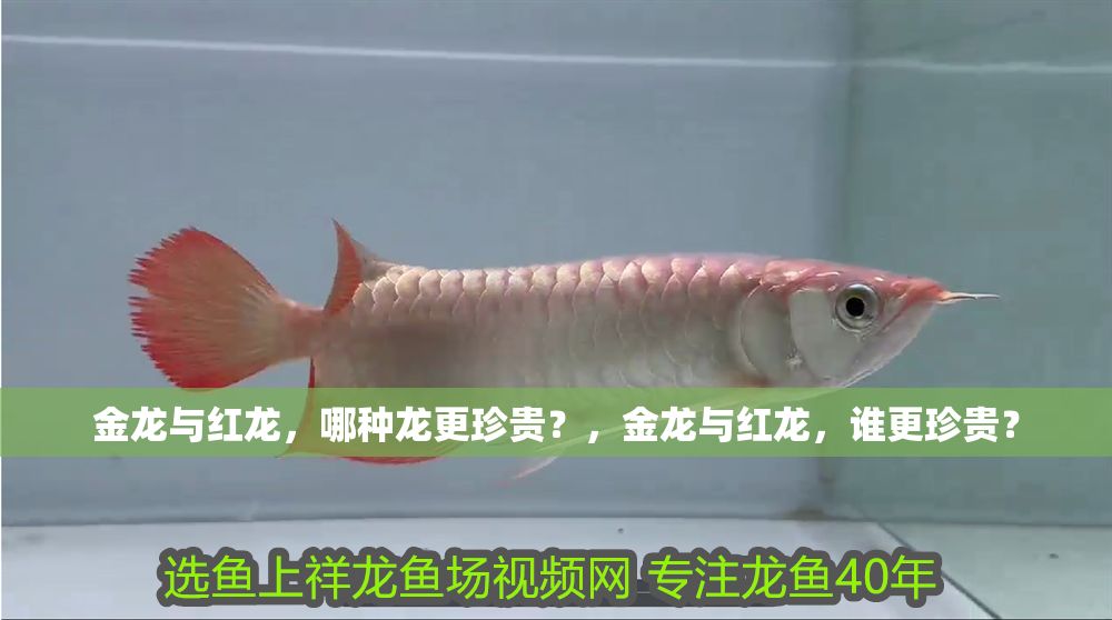 金龍與紅龍，哪種龍更珍貴？，金龍與紅龍，誰更珍貴？ 金龍與紅龍，哪種龍更珍貴？，金龍與紅龍，誰更珍貴？ 龍魚百科 第1張