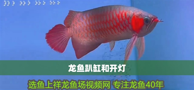 龍魚趴缸和開燈
