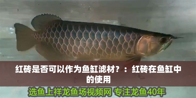 紅磚是否可以作為魚缸濾材？：紅磚在魚缸中的使用