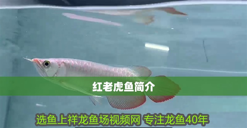 紅老虎魚簡介