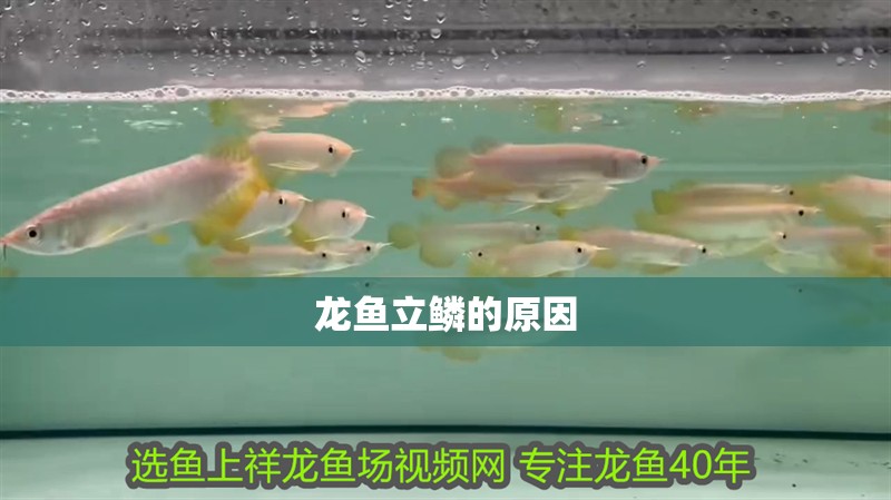 龍魚立鱗的原因