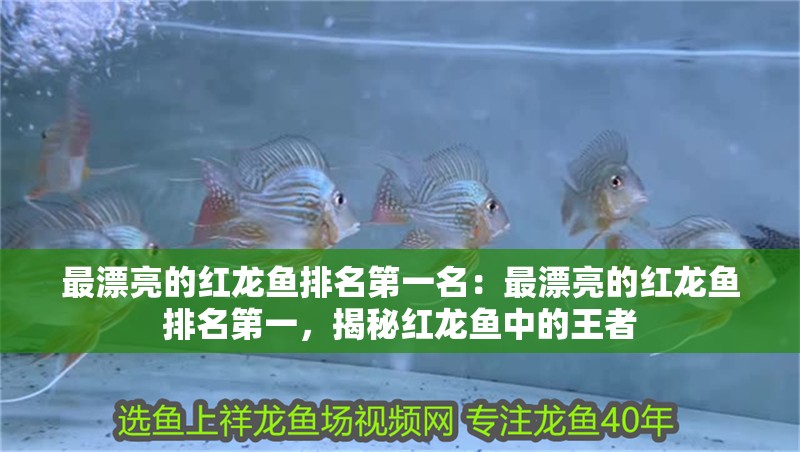 最漂亮的紅龍魚(yú)排名第一名：最漂亮的紅龍魚(yú)排名第一，揭秘紅龍魚(yú)中的王者