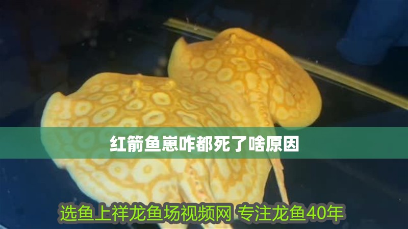 紅箭魚崽咋都死了啥原因