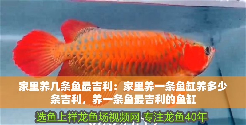 家里養幾條魚最<strong><mark>吉利</mark></strong>：家里養一條魚缸養多少條<strong><mark>吉利</mark></strong>，養一條魚最<strong><mark>吉利</mark></strong>的魚缸