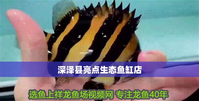 深澤縣亮點生態魚缸店