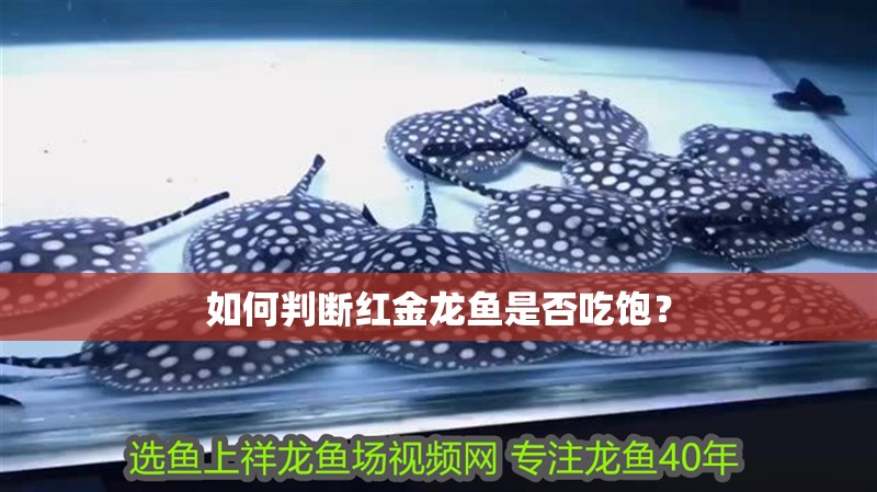 如何判斷紅金龍魚是否吃飽？