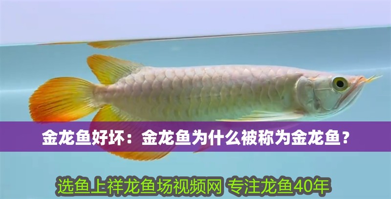 金龍魚好壞：金龍魚為什么被稱為金龍魚？ 金龍魚好壞：金龍魚為什么被稱為金龍魚？ 龍魚百科