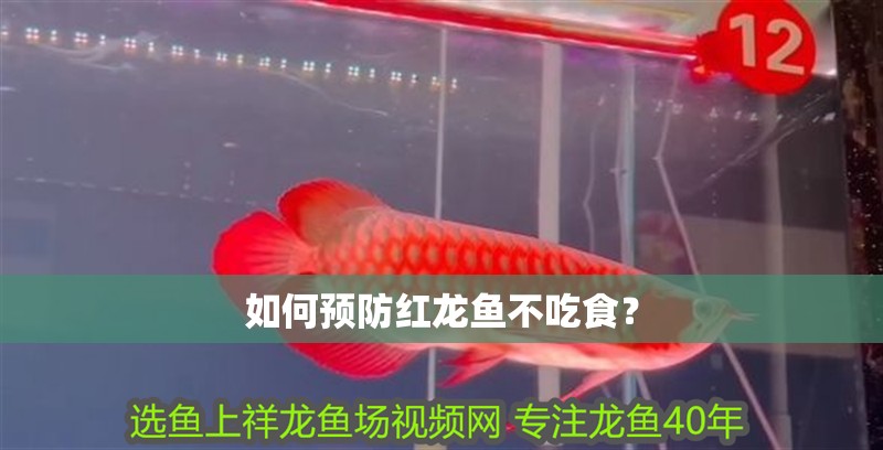 如何預(yù)防紅龍魚不吃食？