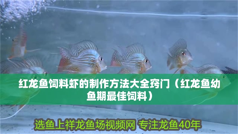 紅龍魚飼料蝦的制作方法大全竅門（紅龍魚幼魚期最佳飼料）