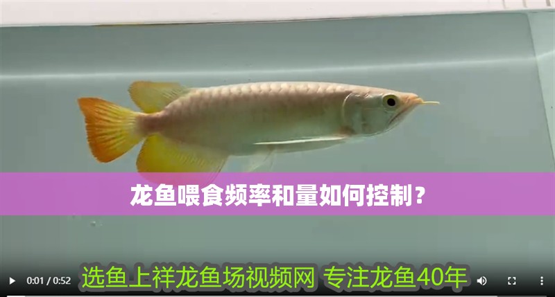 龍魚喂食頻率和量如何控制？