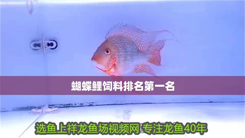 蝴蝶鯉飼料排名第一名 蝴蝶鯉飼料排名第一名 龍魚論壇