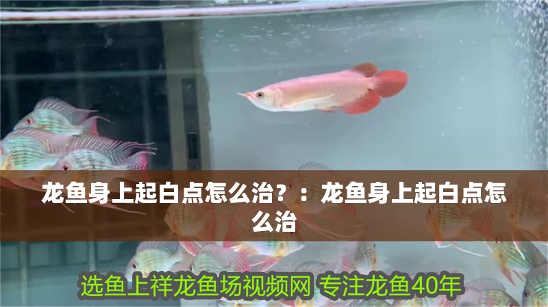 龍魚身上起白點(diǎn)怎么治？：龍魚身上起白點(diǎn)怎么治