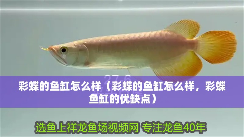 彩蝶的魚缸怎么樣（彩蝶的魚缸怎么樣，彩蝶魚缸的優缺點）