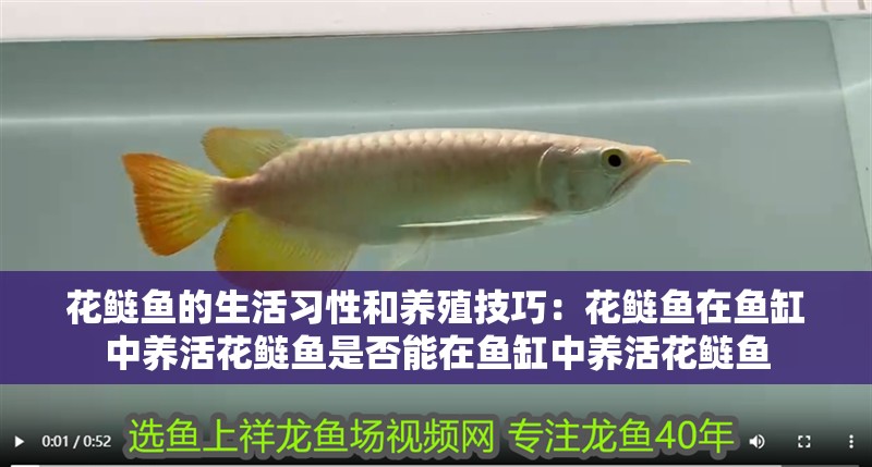 花鰱魚(yú)的生活習(xí)性和養(yǎng)殖技巧：花鰱魚(yú)在魚(yú)缸中養(yǎng)活花鰱魚(yú)是否能在魚(yú)缸中養(yǎng)活花鰱魚(yú) 花鰱魚(yú)的生活習(xí)性和養(yǎng)殖技巧：花鰱魚(yú)在魚(yú)缸中養(yǎng)活花鰱魚(yú)是否能在魚(yú)缸中養(yǎng)活花鰱魚(yú) 魚(yú)缸百科