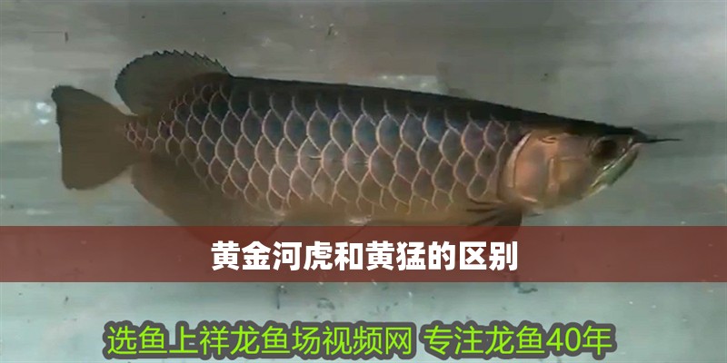 魚缸過濾器選購指南:自制魚缸過濾器魚缸上置過濾器對于養(yǎng)魚愛好者的必備知識 黃金河虎和黃猛的區(qū)別 龍魚論壇 黃金河虎和黃猛的區(qū)別 黃金河虎和黃猛的區(qū)別 龍魚論壇