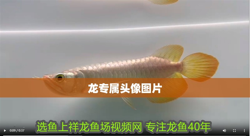 我的虎魚真菌感染了要怎么處理 龍專屬頭像圖片 龍魚論壇 龍專屬頭像圖片 龍專屬頭像圖片 龍魚論壇