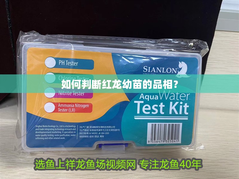 如何判斷紅龍幼苗的品相？