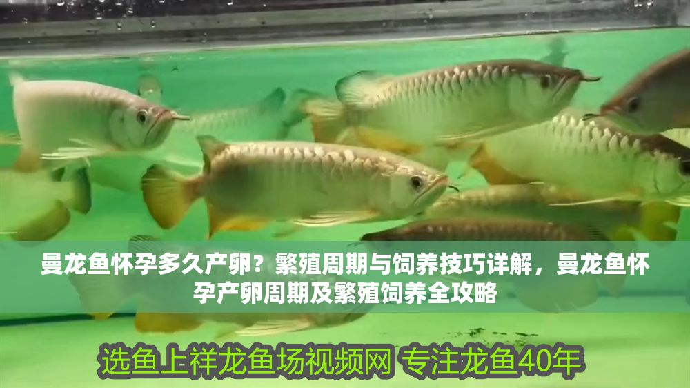 曼龍魚懷孕多久產卵？繁殖周期與飼養技巧詳解，曼龍魚懷孕產卵周期及繁殖飼養全攻略