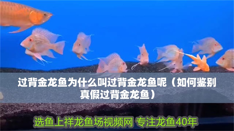 過背金龍魚為什么叫過背金龍魚呢（如何鑒別真假過背金龍魚）