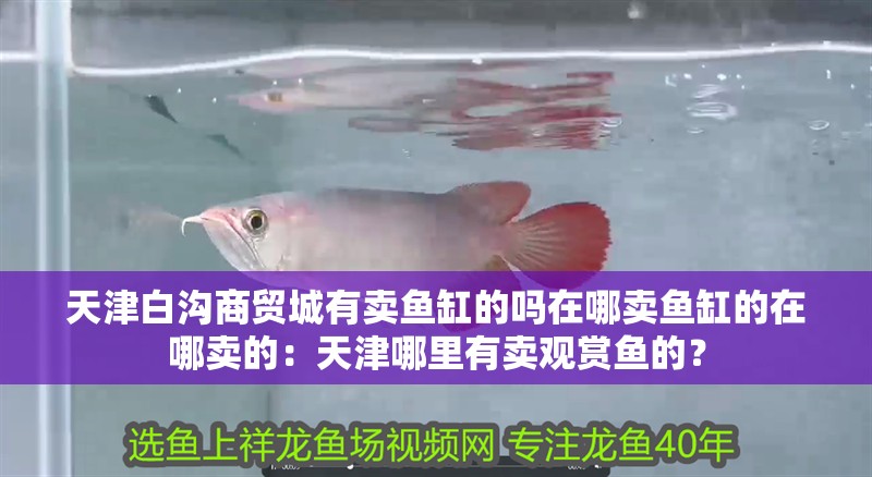 我的虎魚真菌感染了要怎么處理 天津白溝商貿城有賣魚缸的嗎在哪賣魚缸的在哪賣的:天津哪里有賣觀賞魚的? 魚缸百科 天津白溝商貿城有賣魚缸的嗎在哪賣魚缸的在哪賣的:天津哪里有賣觀賞魚的? 天津白溝商貿城有賣魚缸的嗎在哪賣魚缸的在哪賣的:天津哪里有賣觀賞魚的? 魚缸百科