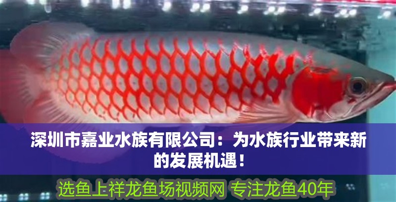 <strong><mark>深圳</mark></strong>市嘉業水族有限公司：為水族行業帶來新的發展機遇！