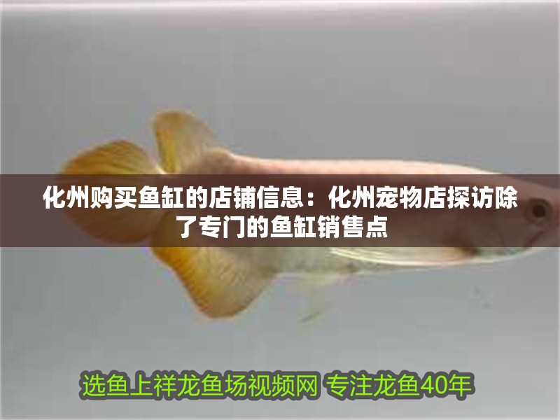 <strong><mark>化州</mark></strong>購(gòu)買魚(yú)缸的店鋪信息：<strong><mark>化州</mark></strong>寵物店探訪除了專門的魚(yú)缸銷售點(diǎn)