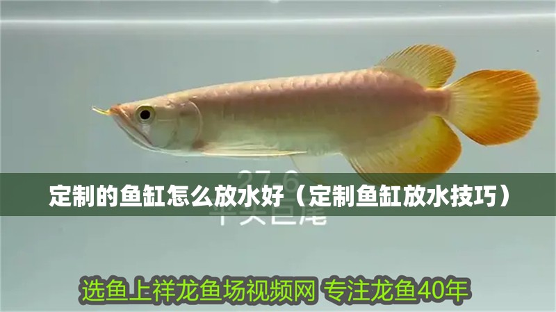 魚缸過濾器選購指南:自制魚缸過濾器魚缸上置過濾器對于養(yǎng)魚愛好者的必備知識 定制的魚缸怎么放水好(定制魚缸放水技巧) 魚缸百科 定制的魚缸怎么放水好(定制魚缸放水技巧) 定制的魚缸怎么放水好(定制魚缸放水技巧) 魚缸百科
