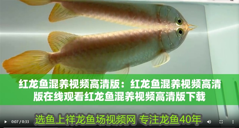 紅龍魚混養(yǎng)視頻高清版：紅龍魚混養(yǎng)視頻高清版在線觀看紅龍魚混養(yǎng)視頻高清版下載
