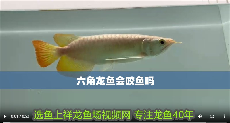 虎魚天天黑來點赤瞳黃金 六角龍魚會咬魚嗎 龍魚百科 六角龍魚會咬魚嗎 六角龍魚會咬魚嗎 龍魚百科