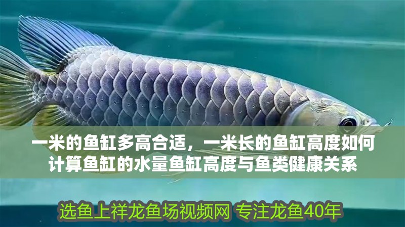 一米的魚缸多高合適，一米長的魚缸高度如何計算魚缸的水量魚缸高度與魚類健康關系